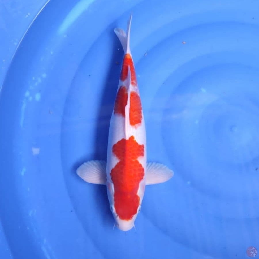 kohaku jantan 42cm