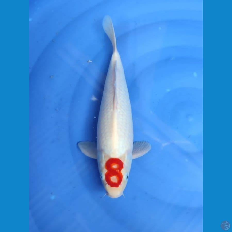 TC jantan 36cm