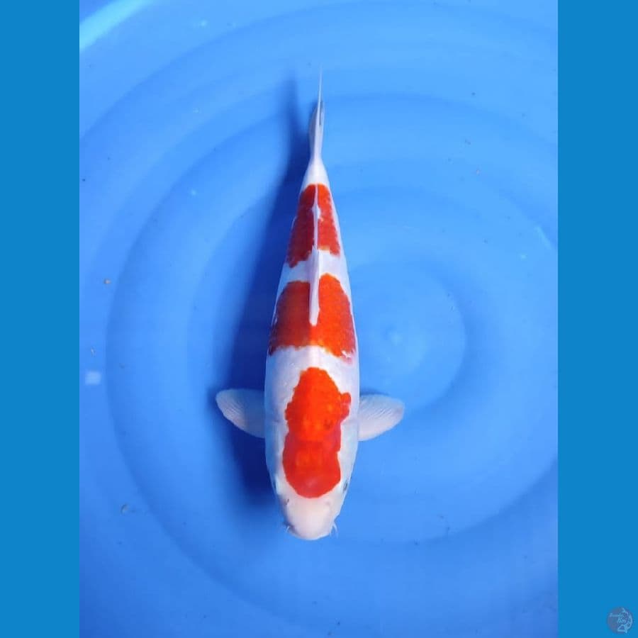 kohaku jantan 40cm