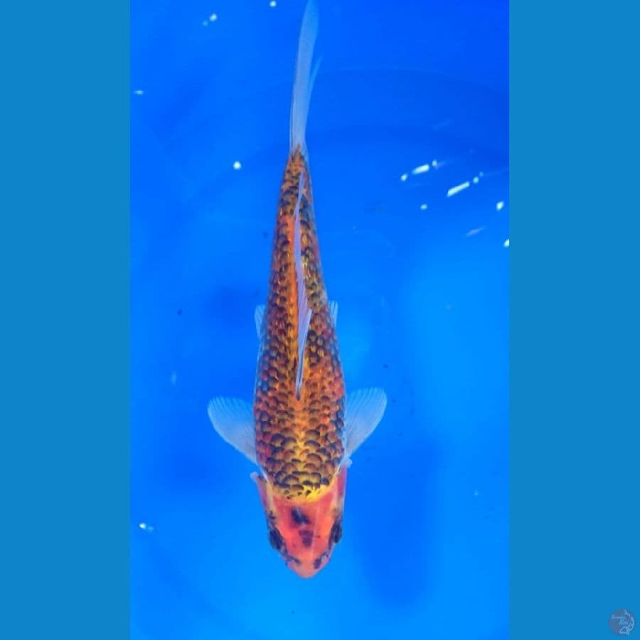 30bu kanoko goshiki