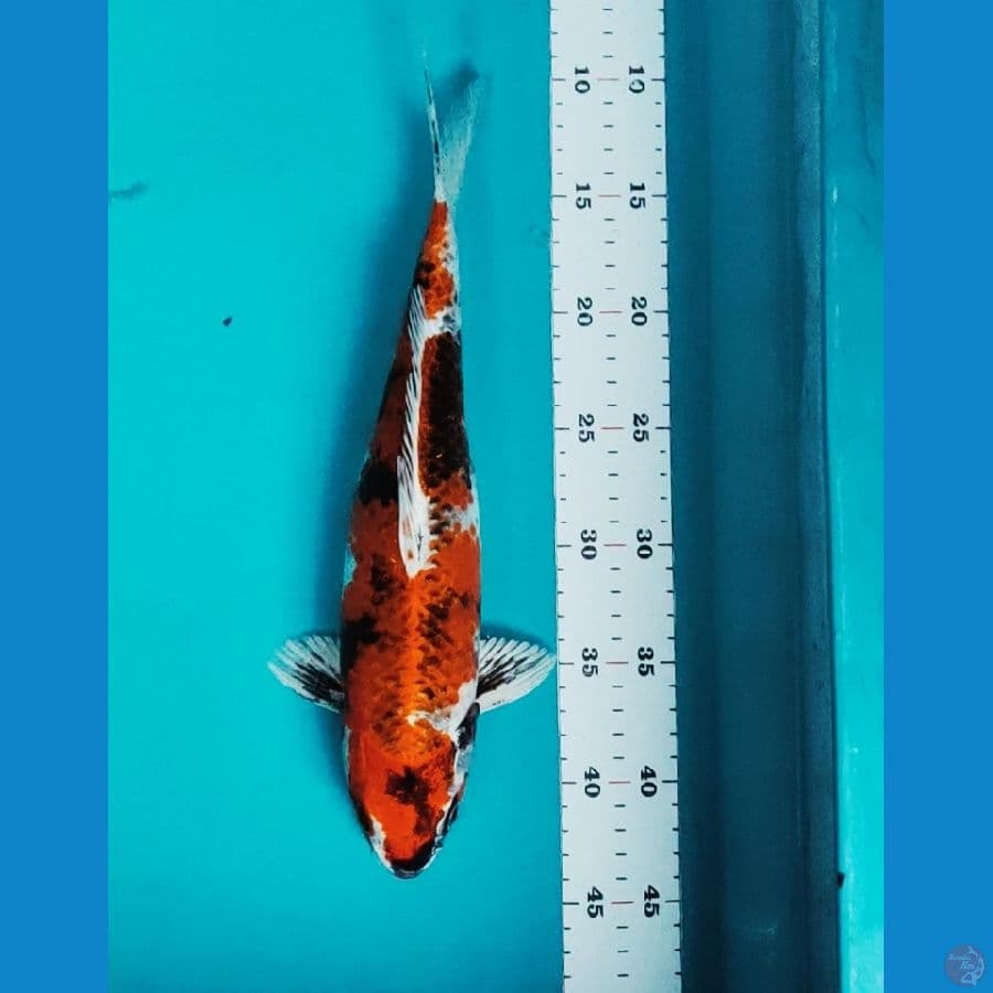 KIN SHOWA 33CM