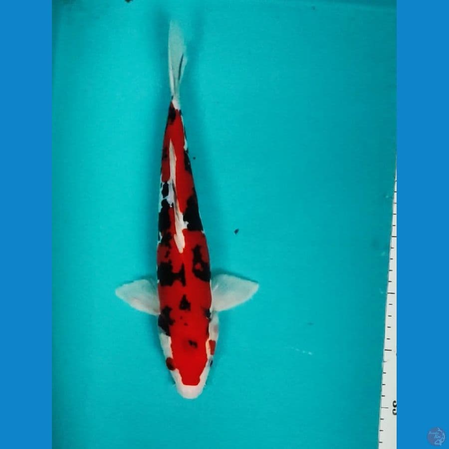 SANKE DOITSU STRONG 32CM