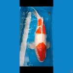 sanke 60 cm