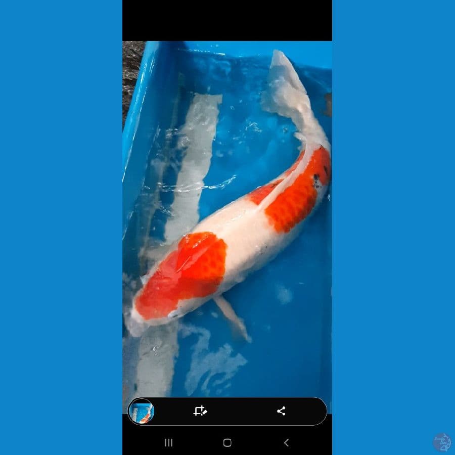 sanke 60 cm