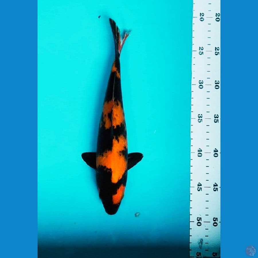 HI UTSURI 27CM