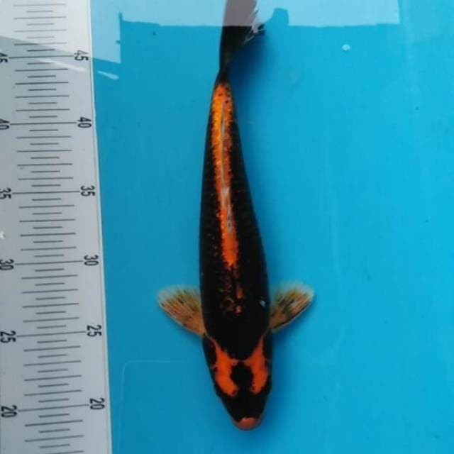 Kabuto bagus