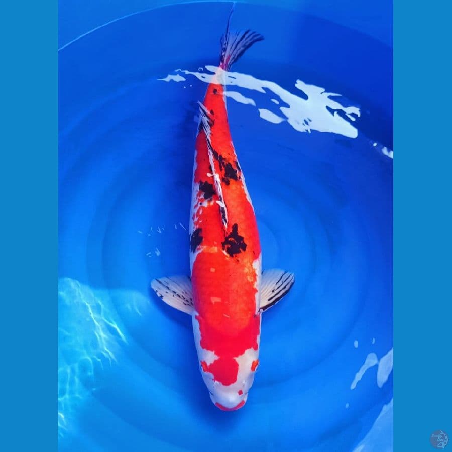 Size 70bu sanke merah