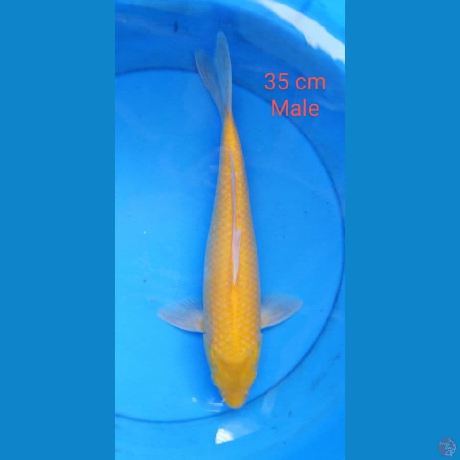 karashi male mm 35 cm