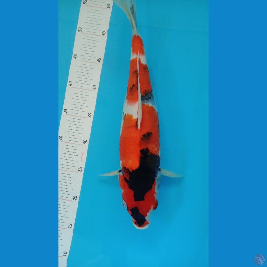SHOWA BAGUS 39CM BETINA