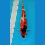 SHOWA BAGUS 39CM BETINA
