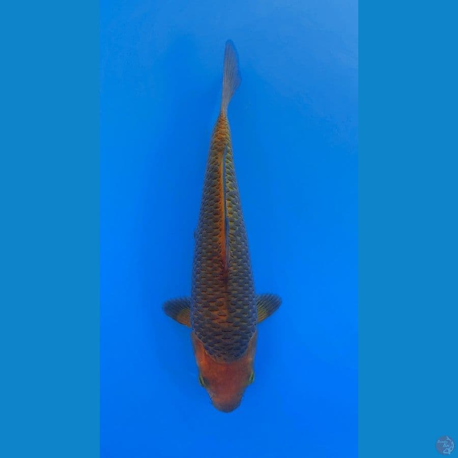 28cm male madina munuk