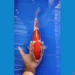kohaku merah