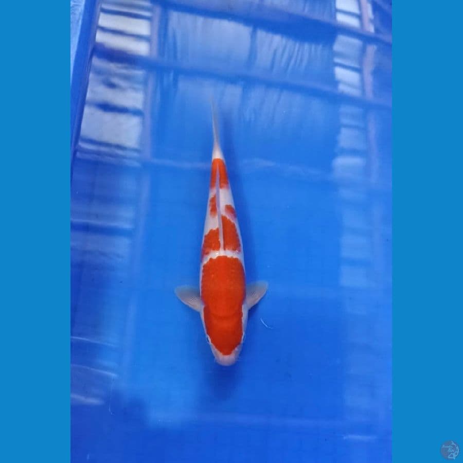 kohaku merah merona