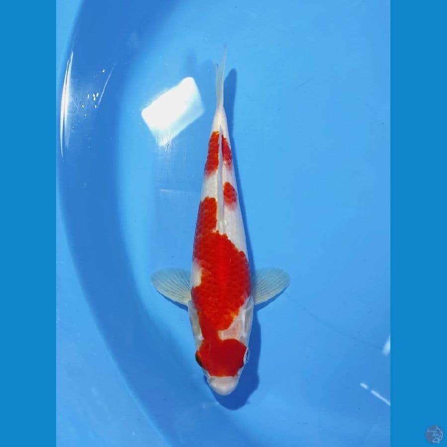 MARUTEN KOHAKU 25CM