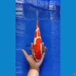 kohaku red