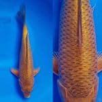 30cm Male bred Madina
