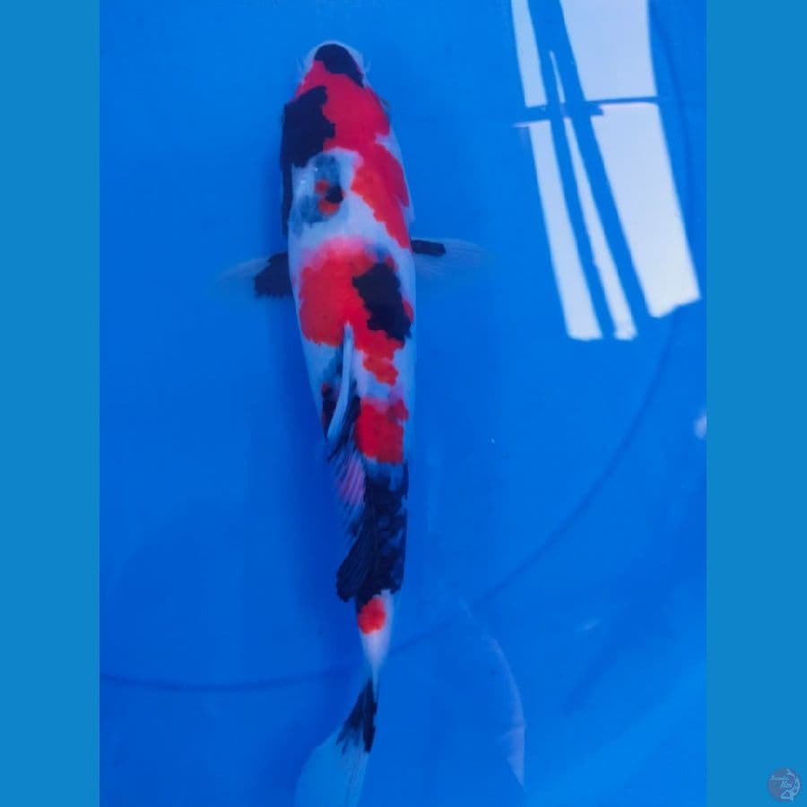showa SQ 26cm