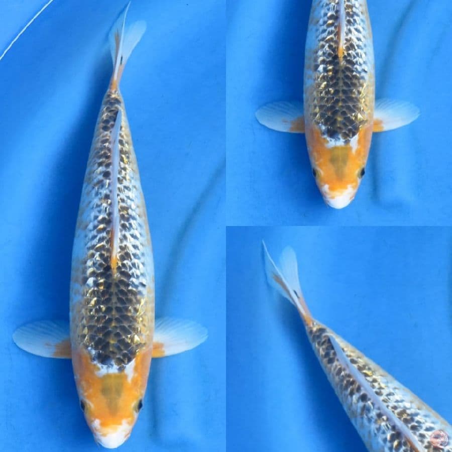 38cm , jenis langka