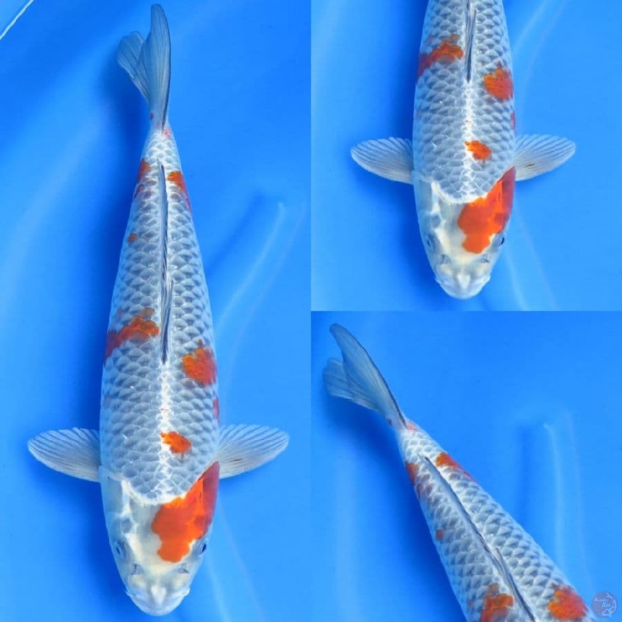 40cm , Sakura Ochiba 