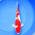39cm 3STEP KOHAKU
