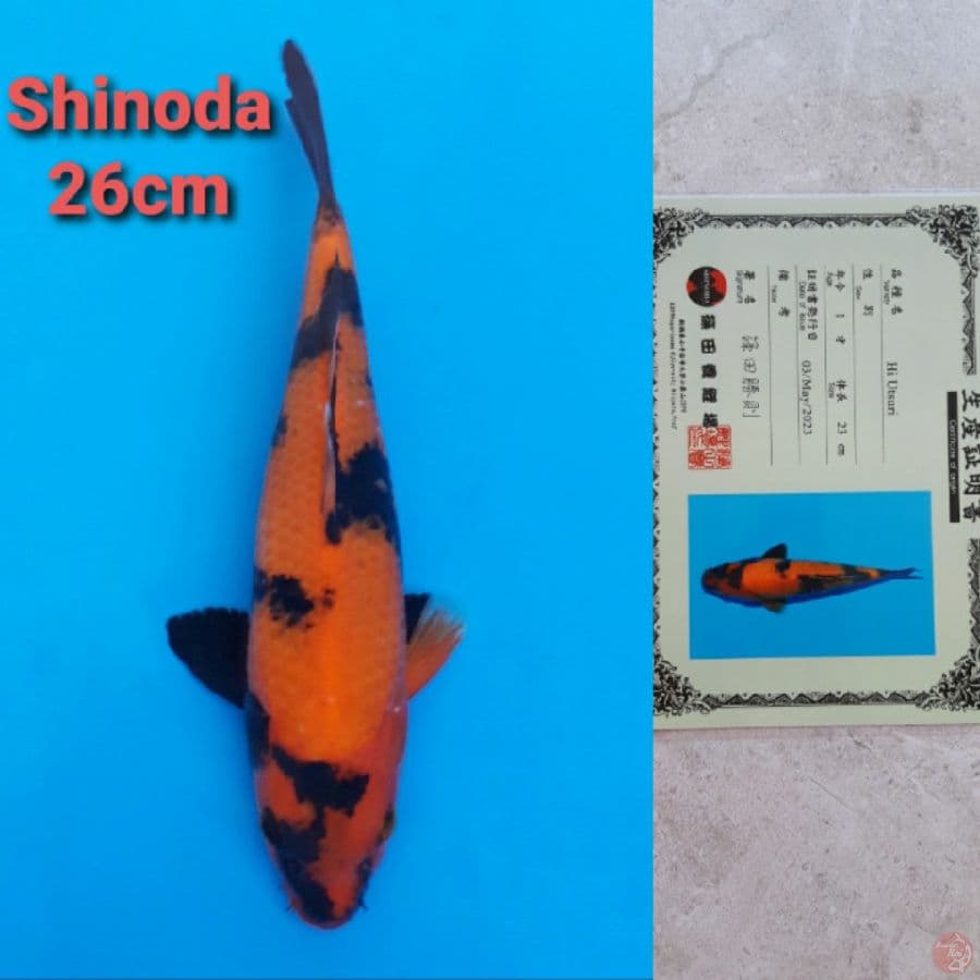 SHINODA HIUTSURI 26CM SERTI