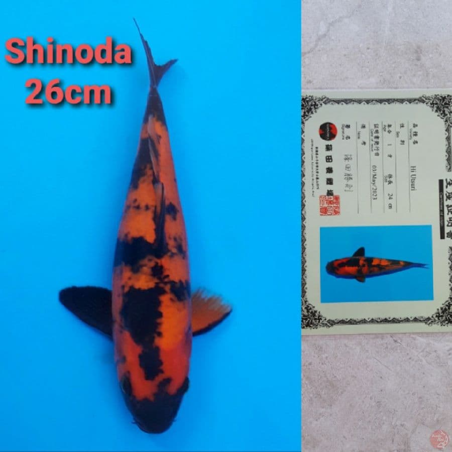 SHINODA HIUTSURI 26CM SERTI
