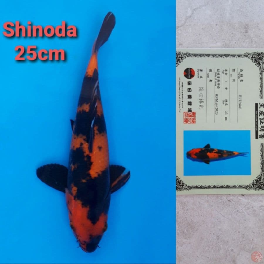 SHINODA HIUTSURI 25CM SERTI