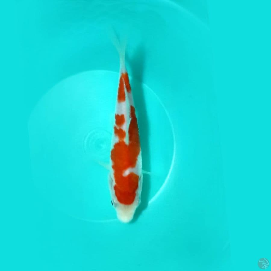 15cm kohaku