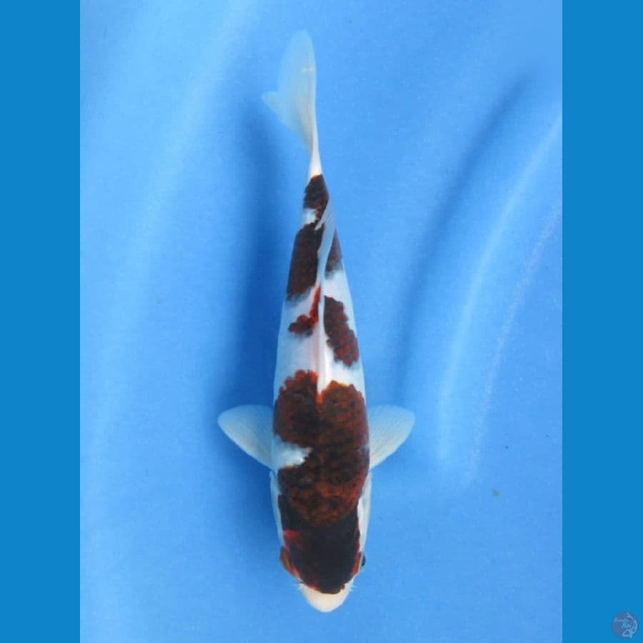 24cm - Budo Goromo 