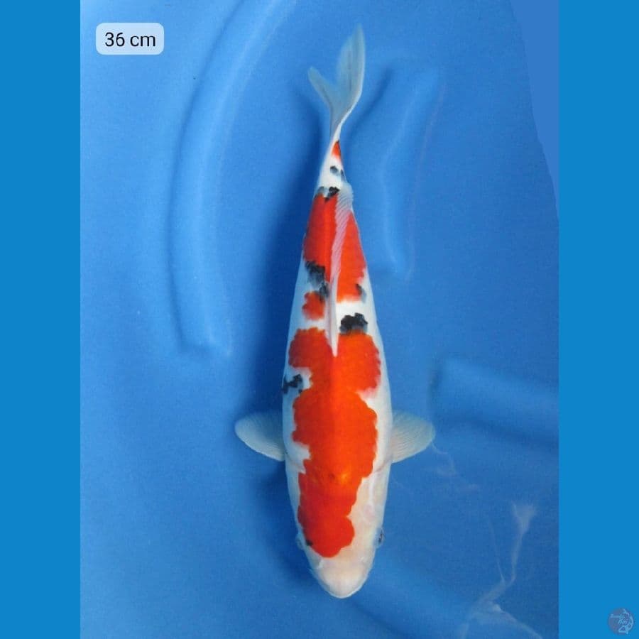 36cm - Sanke Tsubo Sumi 
