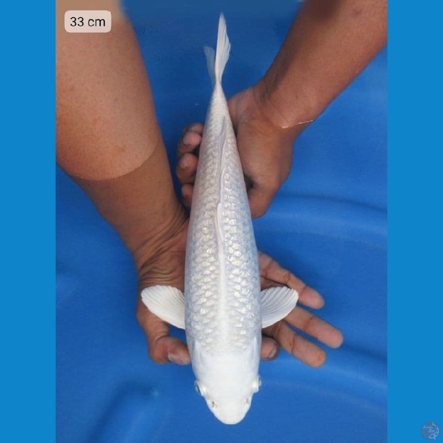 33cm - Platinum bersih 2