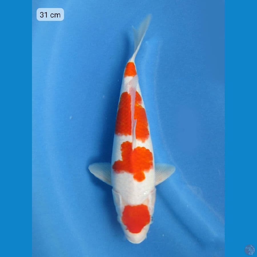 31cm - Super Ori kohaku SQ