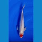 ORIGINAL TANCHO KOHAKU 40 CM JANTAN 