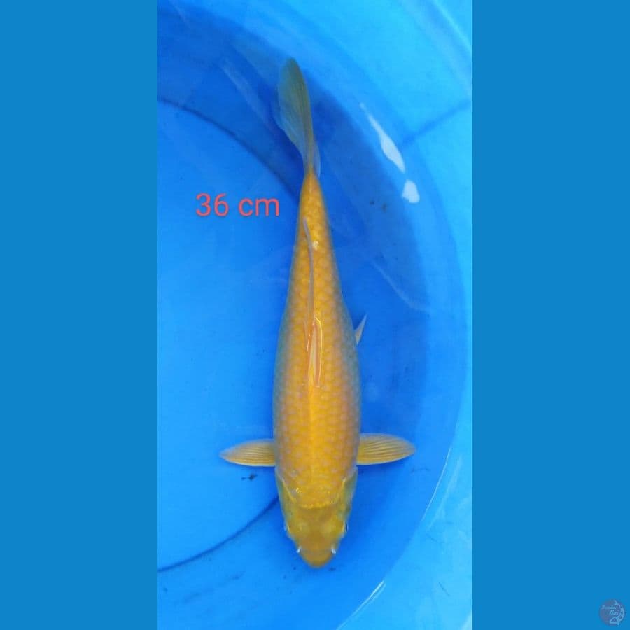 karashi mata merah 36 cm