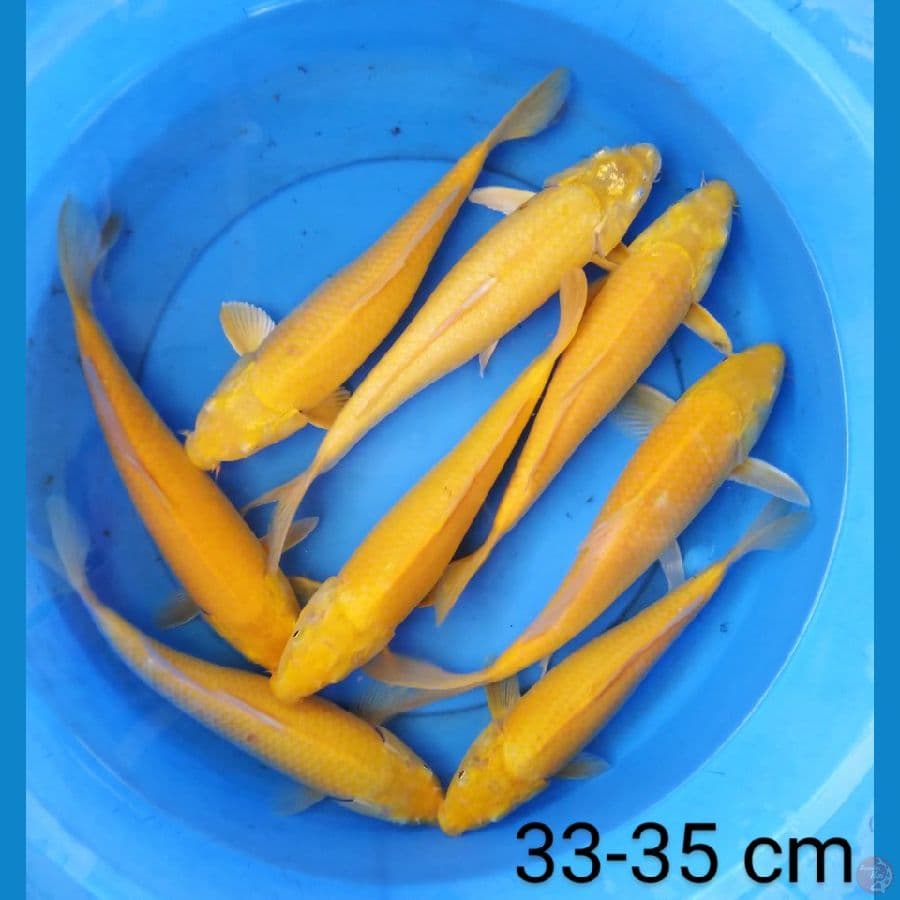 yamabuki 8 ekor