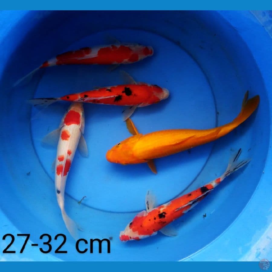 mix 27-32 cm
