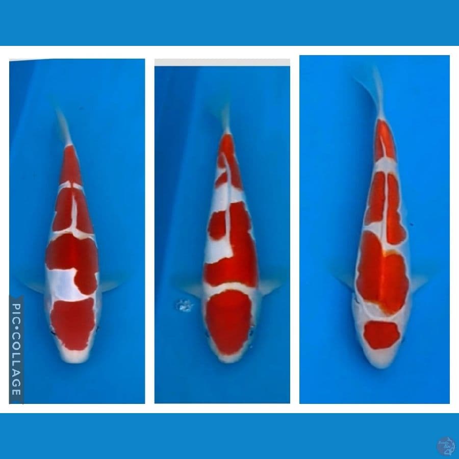 paket 3 ekor super kohaku strong 25-30cm