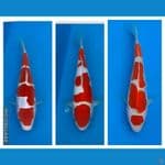 paket 3 ekor super kohaku strong 25-30cm