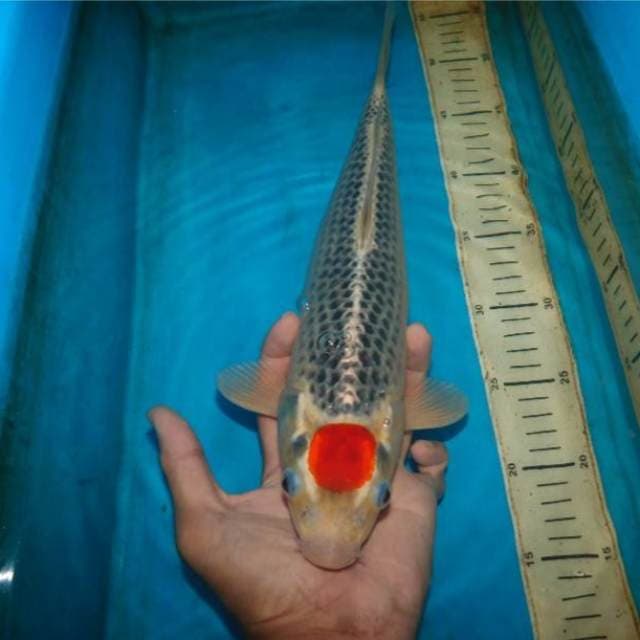 45bu tancho goshiki jumbo
