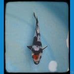 tancho shiwa f1 15cm siap show