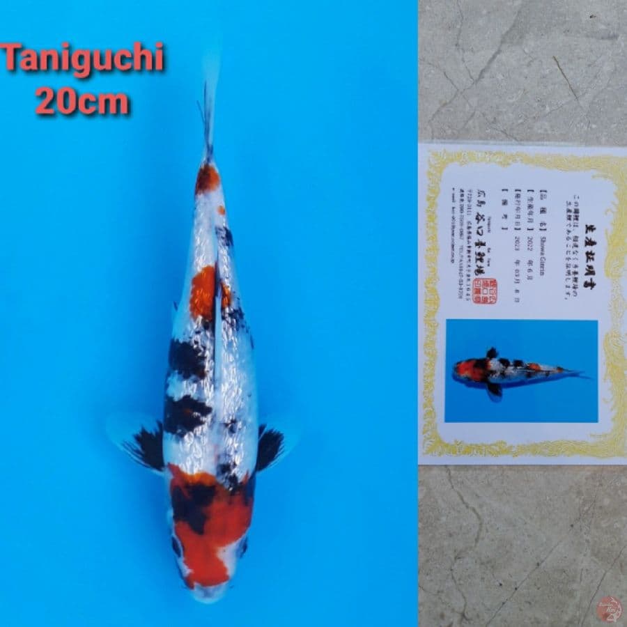 TANIGUCHI SHOWA GINRIN 20CM SERTI