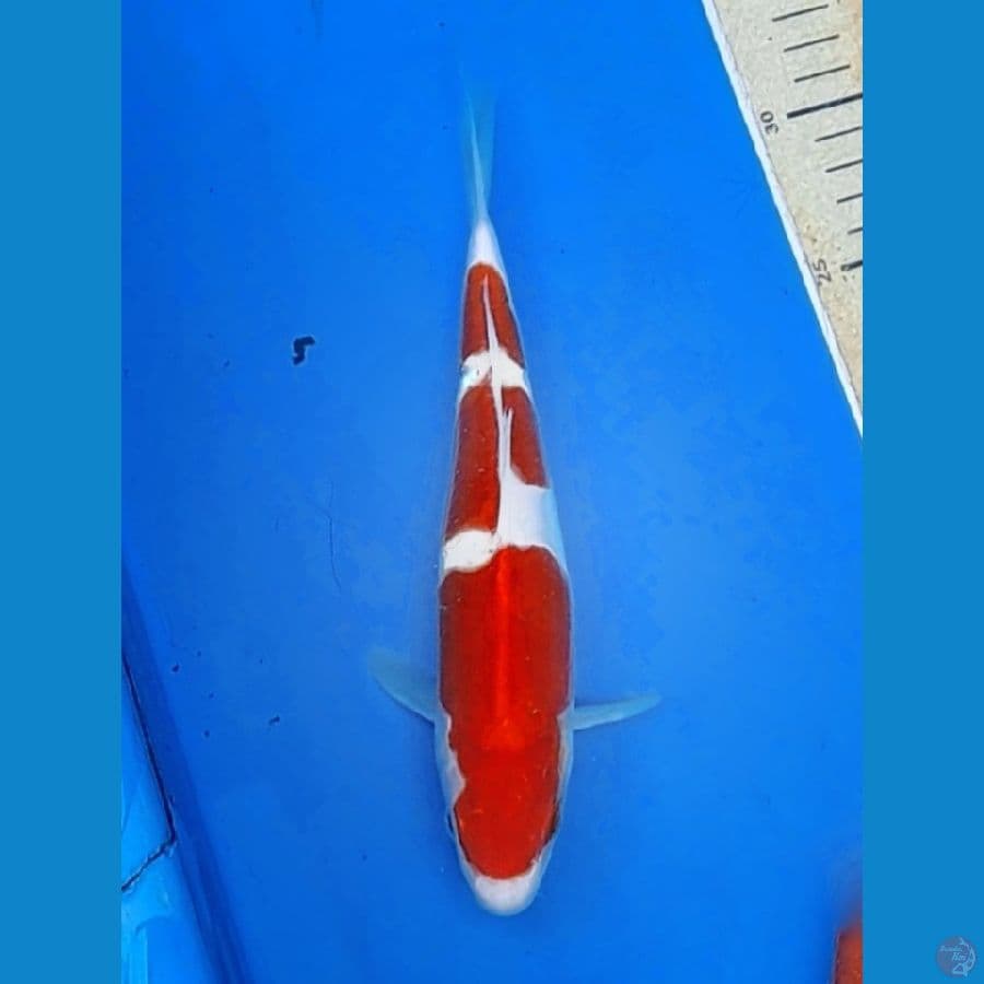 doitsu murni kohaku 3step bulky 25cm