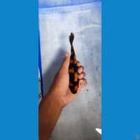 hi utsuri 15 cm bahan show