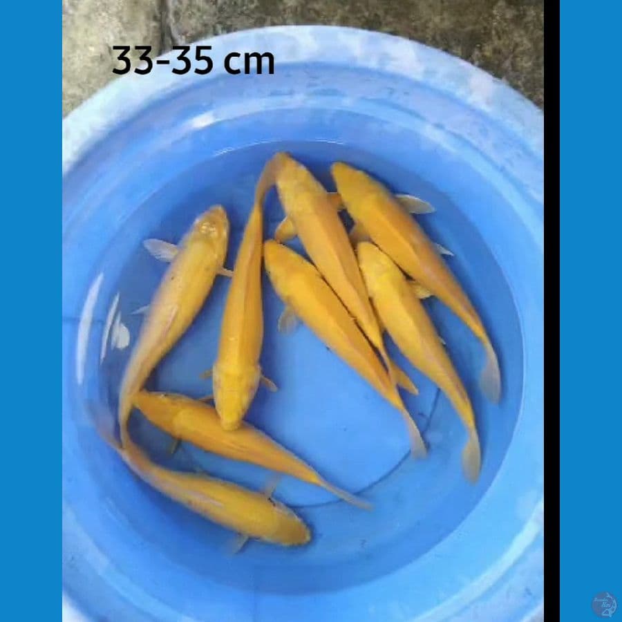 Paket karasi 8 ekor mata merah 33-35 cm