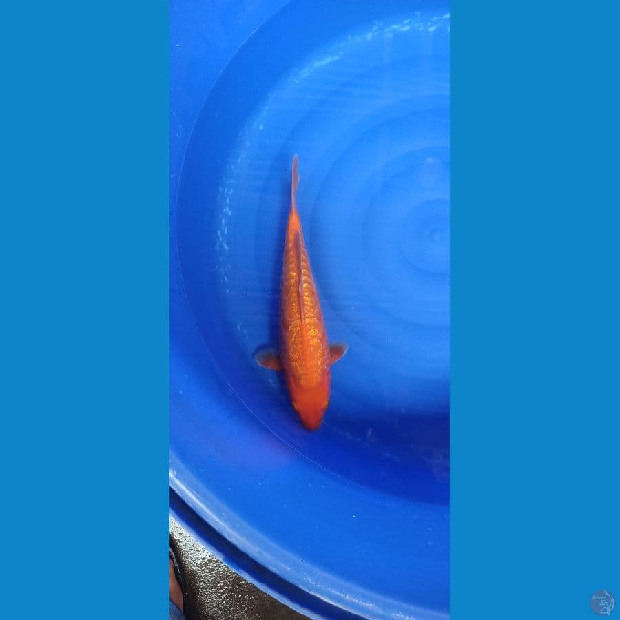Benigoi fuill Aragoke ginrin male 36cm SQ