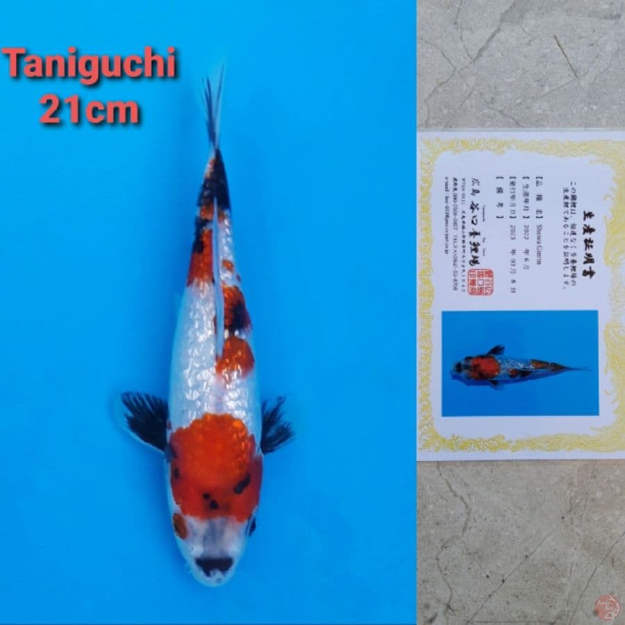 TANIGUCHI SHOWA GINRIN 21CM SERTI