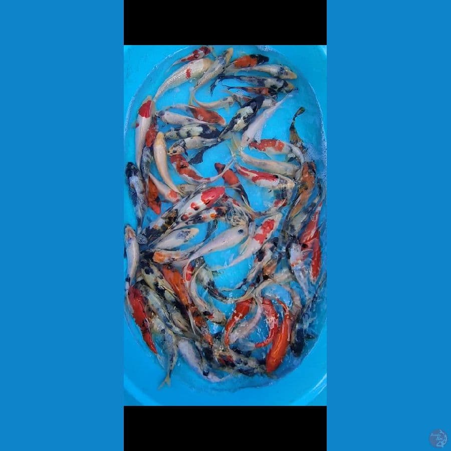 Gosanke 15-25 cm, 50 ekor