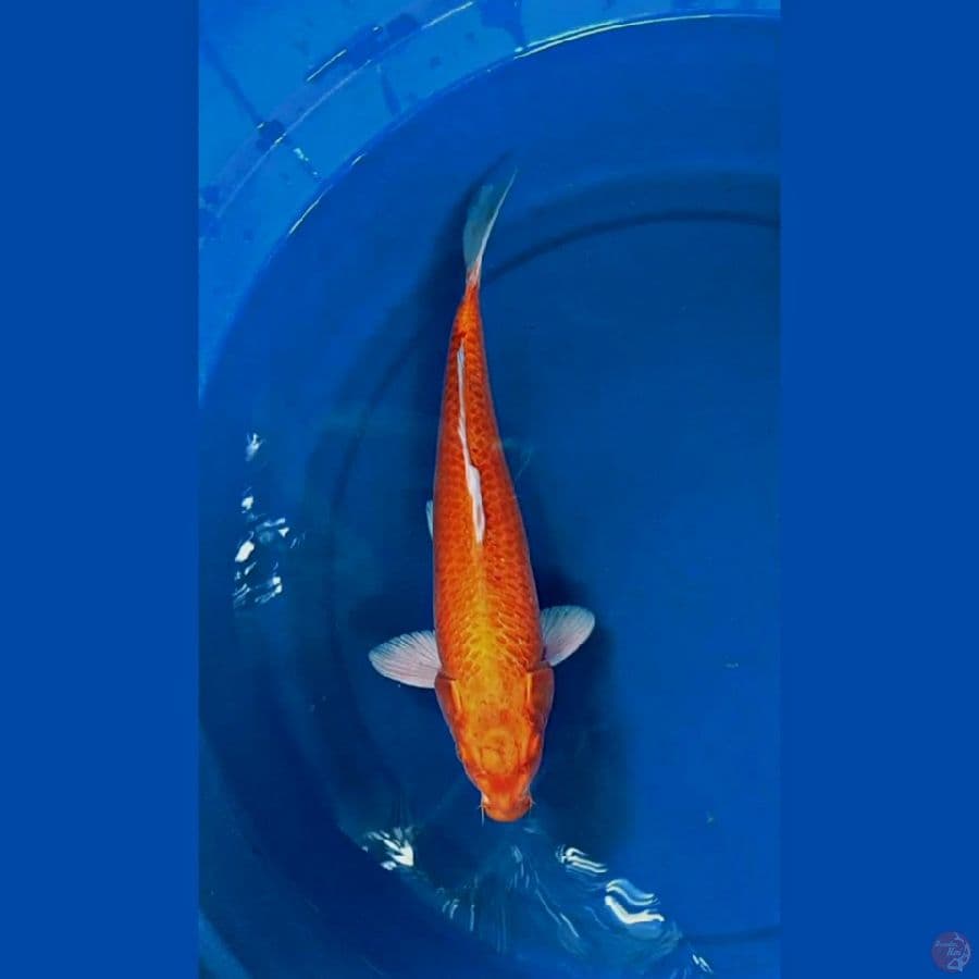 Orenji Ogon 37 cm 
