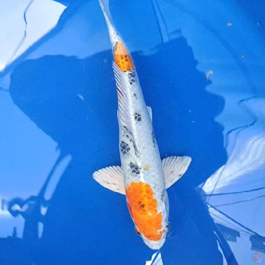 HQ Yamato Nishiki 36 cm 