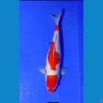 kohaku strong male 35 cm